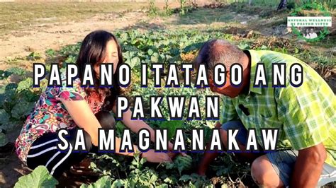 Ang Pakwan ni Ann.